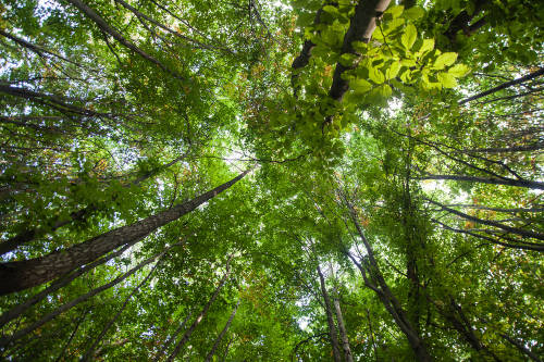 copa arboles día del árbol argentina