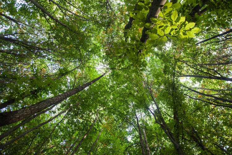 copa arboles día del árbol argentina