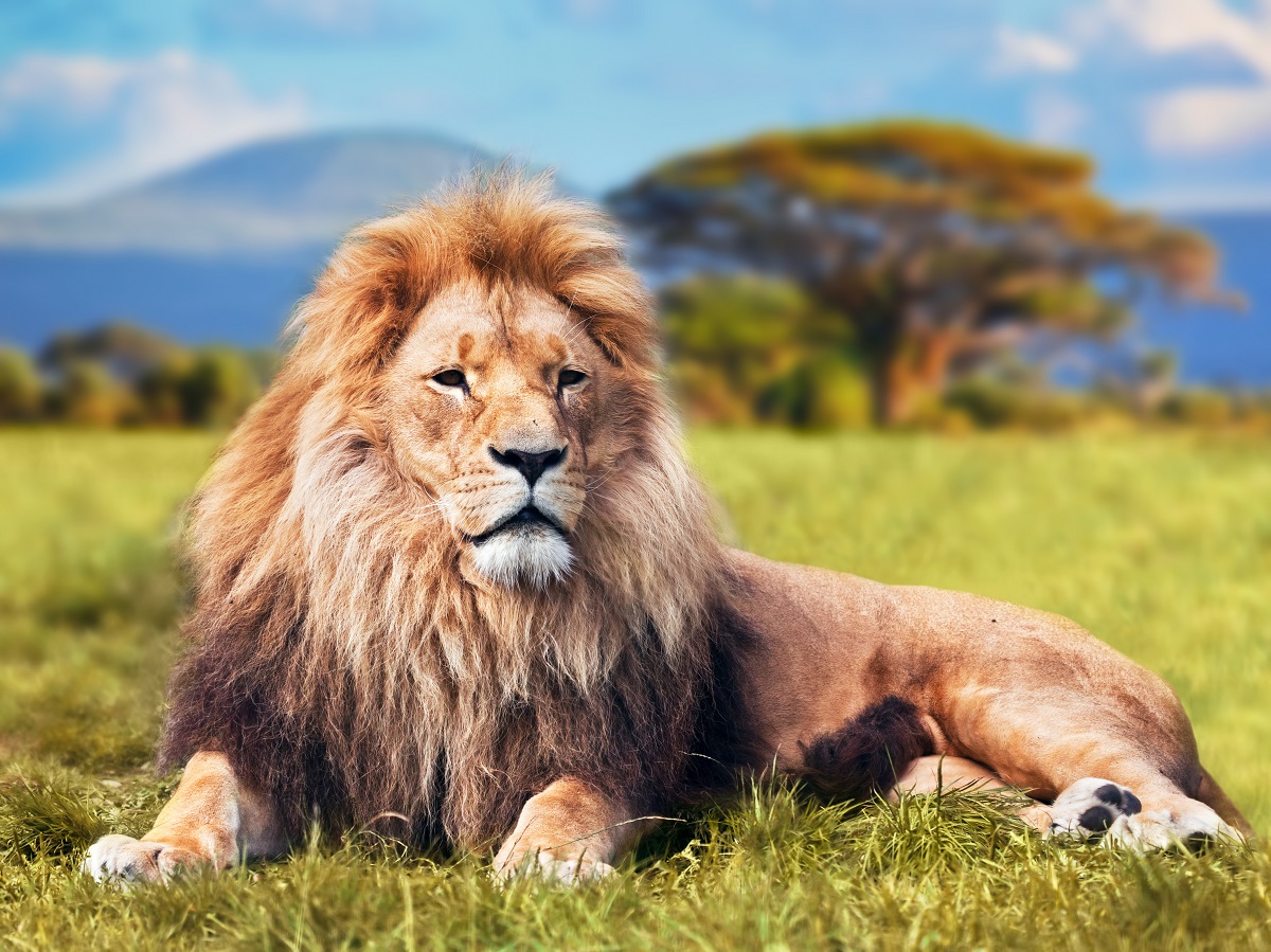 Significado espiritual de soñar con leones