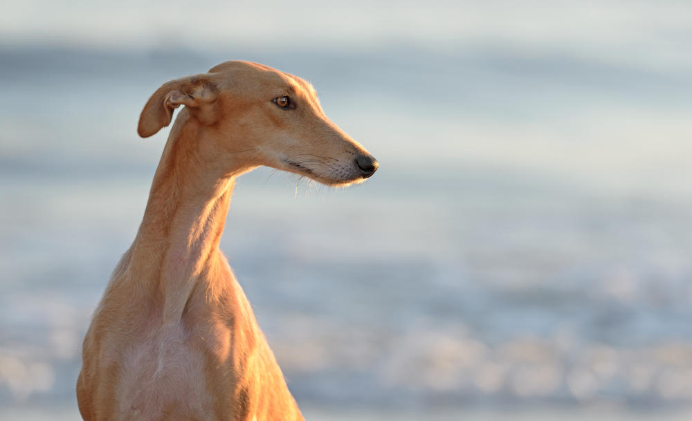 ¿Sabes por qué se celebra el Día Mundial del Galgo? | Bioguia