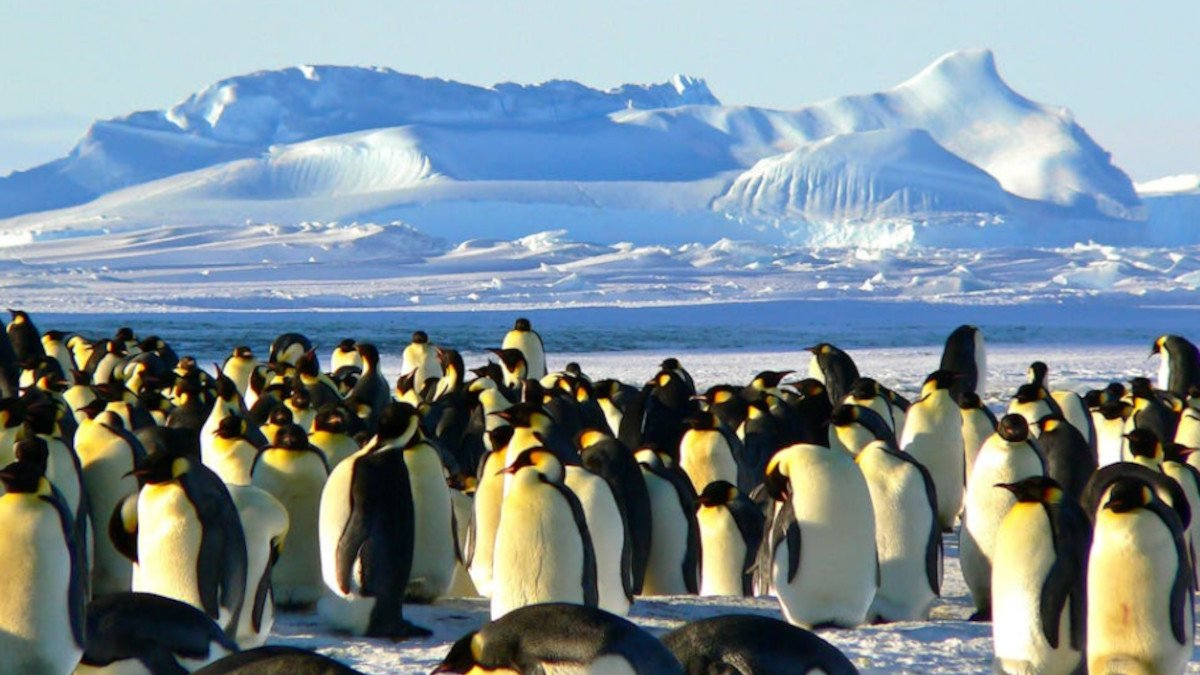 pingüinos 1 pexels