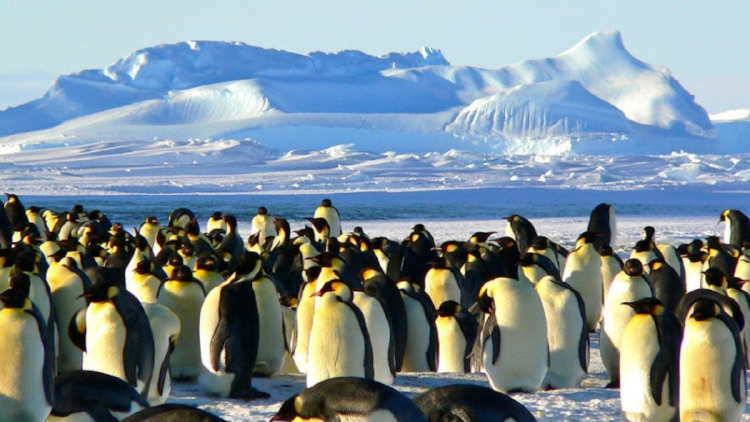 pingüinos 1 pexels pingüinos 1 pexels