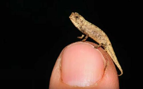 Descubren al “nanocamaleón”, hasta ahora el reptil más pequeño del mundo