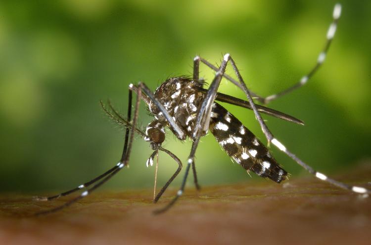 dengue aedes