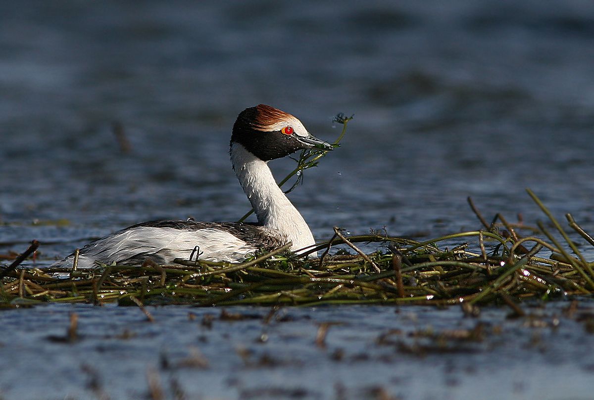 Maca tobiano y su nido Maca tobiano y su nido en Patagonia