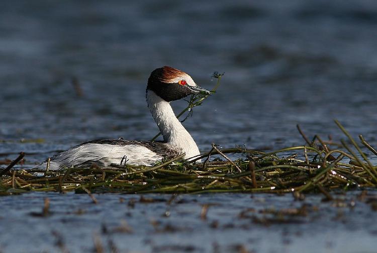 Maca tobiano y su nido en Patagonia