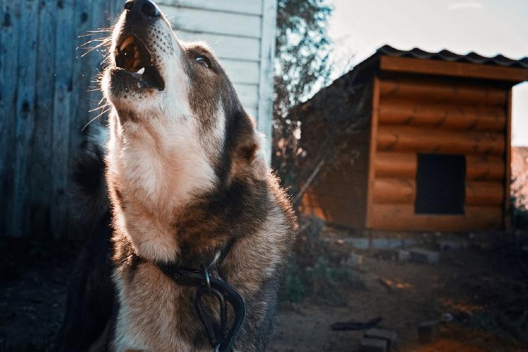 por qué aullan los perros