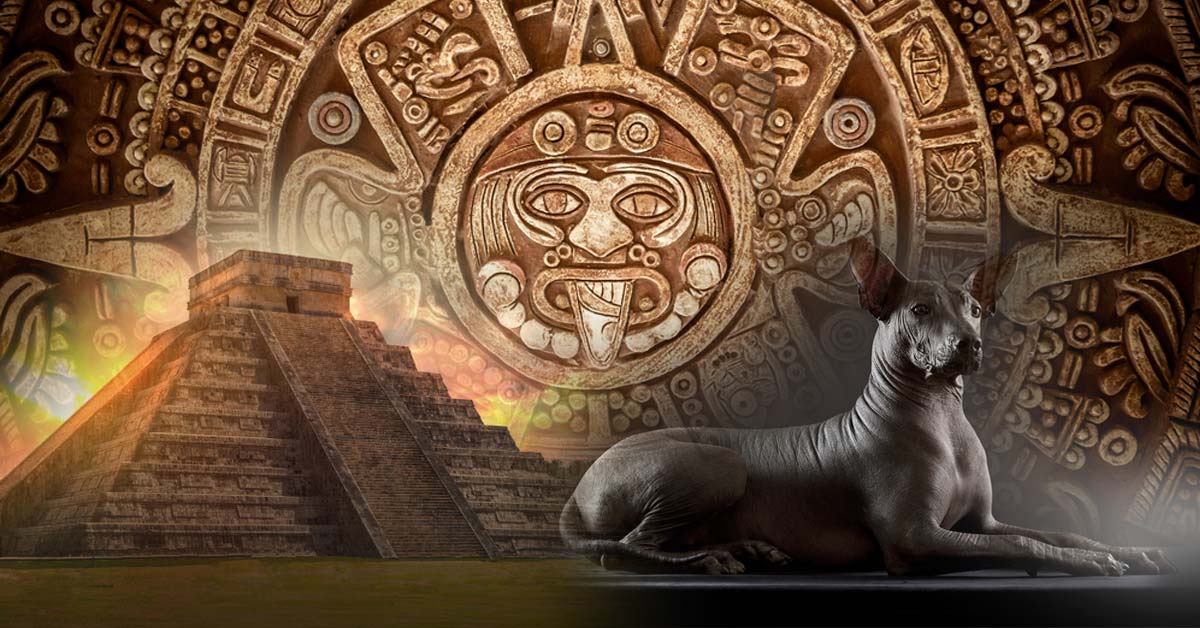 Xoloitzcuintle, El Misterioso Perro De 7 Mil Años De Antiguedad | Bioguia