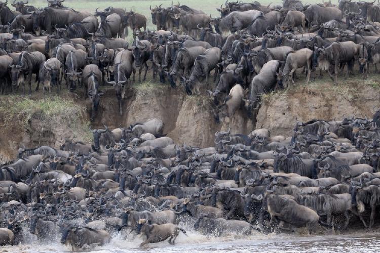 Ñus cruzando un rio en la gran migracion del Serengeti