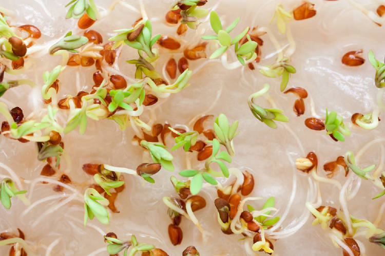 germinados germinados