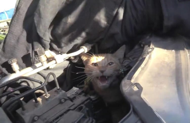 gato motor2 gato motor2