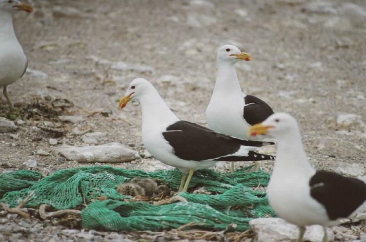 Colonia Petrel Gigante Golfo San Jorge Diego Zeballos 60 1024x679 Colonia Petrel Gigante Golfo San Jorge Diego Zeballos 60 1024x679