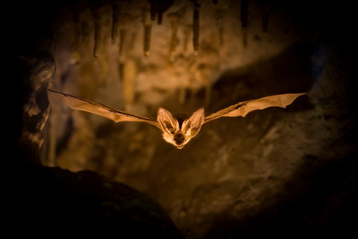 AdobeStock_9510861 Mamíferos