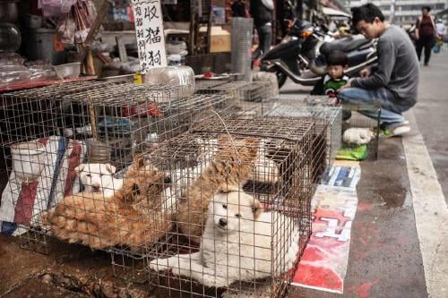 CHINA CARNE DE PERRO CHINA CARNE DE PERRO