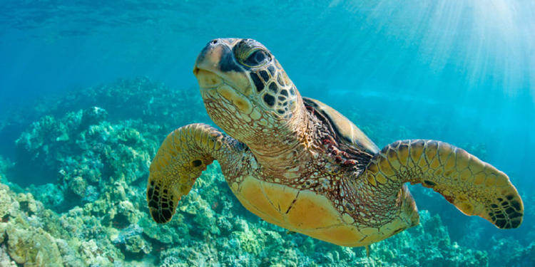 tortuga verde3 tortuga verde3