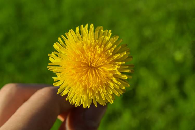 diente león Una persona sostiene una flor de diente de león