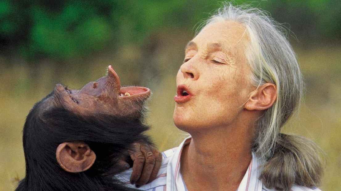 Jane Goodall Jane Goodall