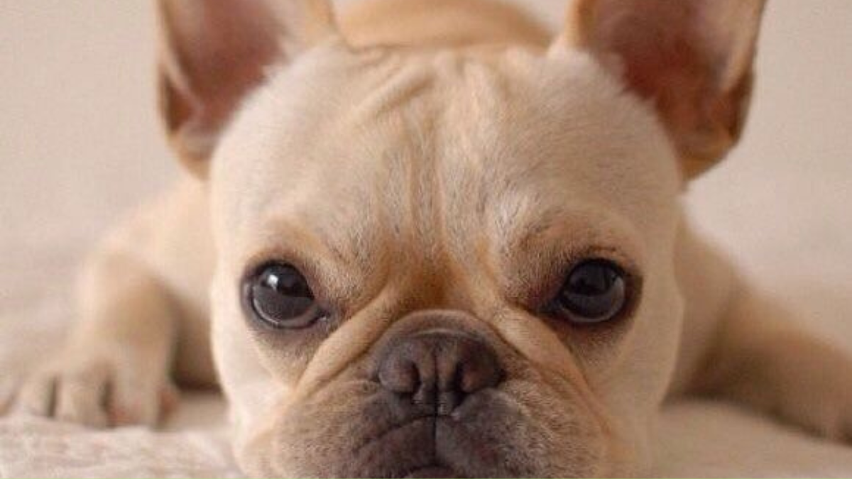 bulldog Entre los problemas de salud más comunes se encuentra el síndrome de obstrucción crónica de las vías respiratorias altas (Foto: Pinterest)