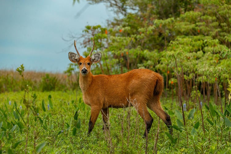 Ciervo de los Pantanos en Portal Carambola del Parque Iberá-535 @ Matías Rebak - Fundación Rewilding Argentina Ciervo de los Pantanos en Portal Carambola del Parque Iberá-535 @ Matías Rebak - Fundación Rewilding Argentina