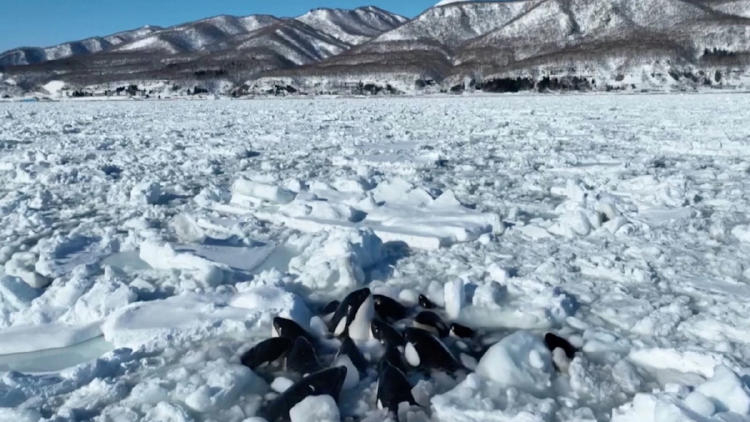 orcas hielo