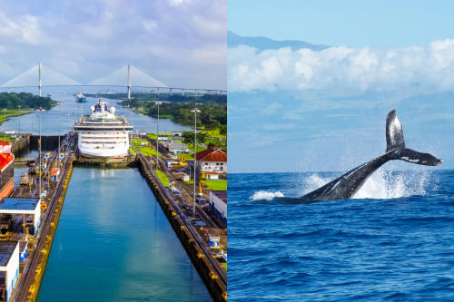 canal de panama ballena canal de panama ballena