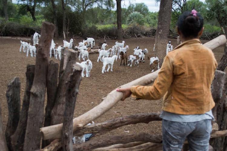 Agricultura Resiliente Foto Diana SegadoDaki Semiárido Vivo (1) Agricultura Resiliente Foto Diana SegadoDaki Semiárido Vivo (1)