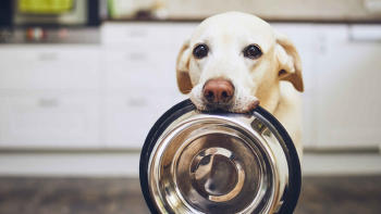 Perro-comida