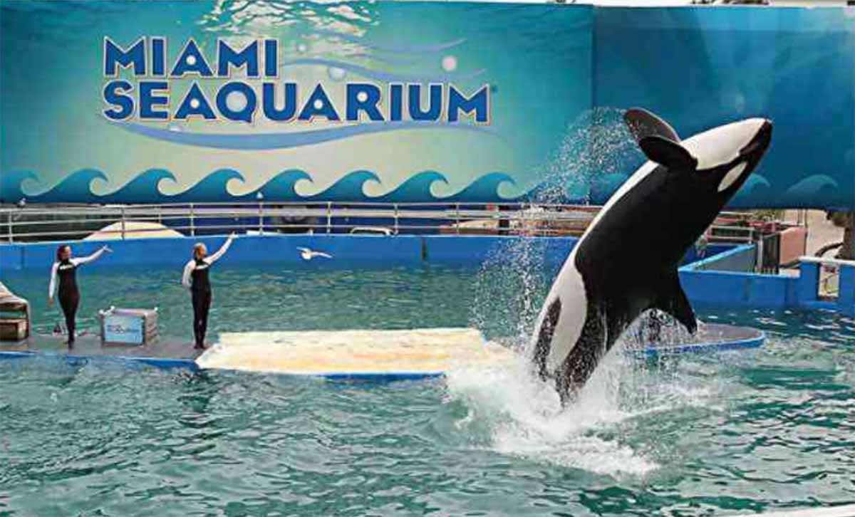 ballena orca ballena orca