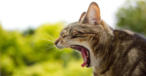 Cuáles son los olores que no soportan los gatos Cuáles son los olores que no soportan los gatos