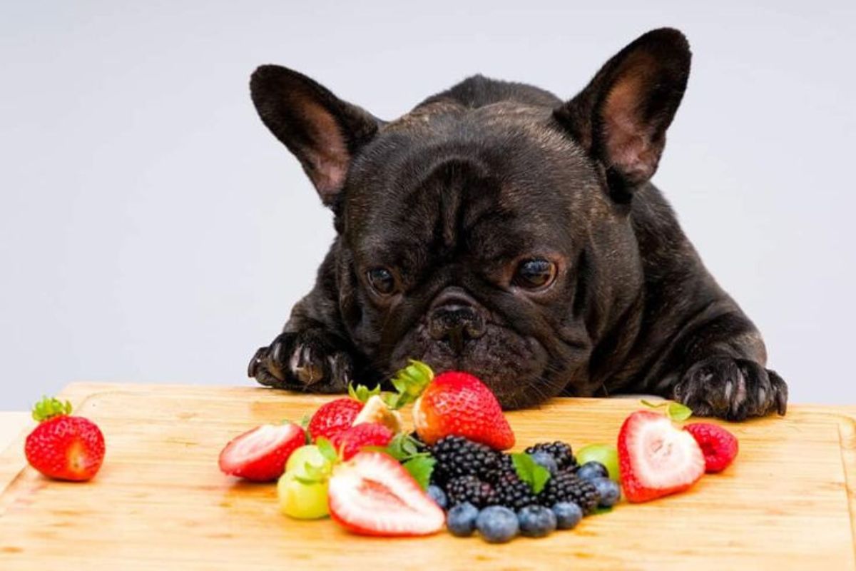Perro y frutas Para complementar la alimentación de los perros de forma asertiva, se puede hacer uso de productos naturales como frutas y verduras. (Créditos: Pinterest)