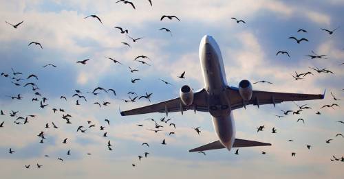 La desigual batalla que las aves están perdiendo contra los aviones