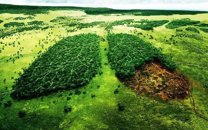 reforestar reforestar