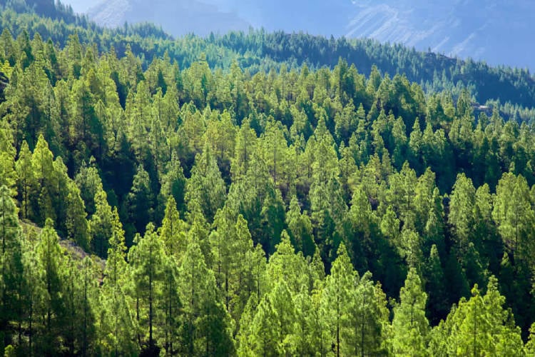 bosque de pinos verdes reforestación