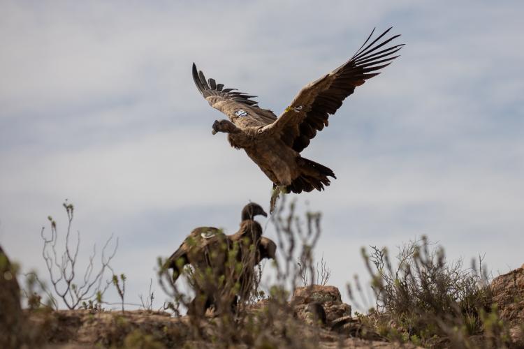 CONDOR-CREDITO-TOMÁS-CUESTA-ECOPARQUE15-min