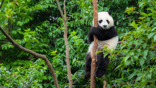 Oso panda trepado a un árbol