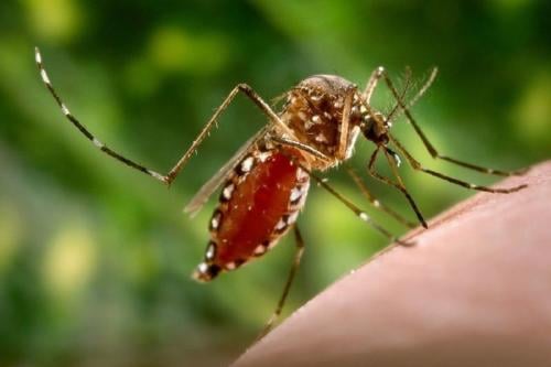 virus chikungunya Imagen: Pinterest