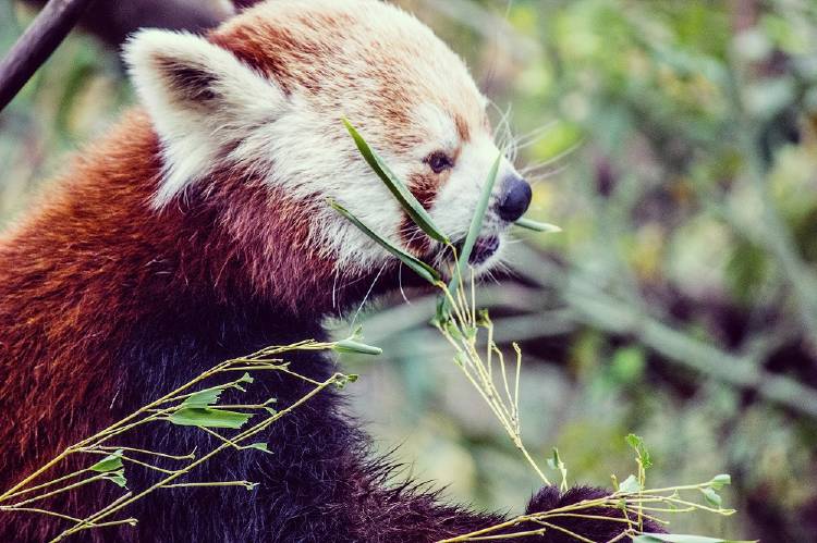 panda rojo La deforestación amenaza al panda rojo