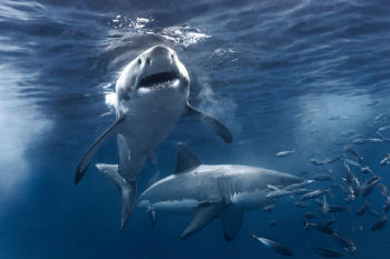 tiburones AdobeStock_334013266 tiburones AdobeStock_334013266