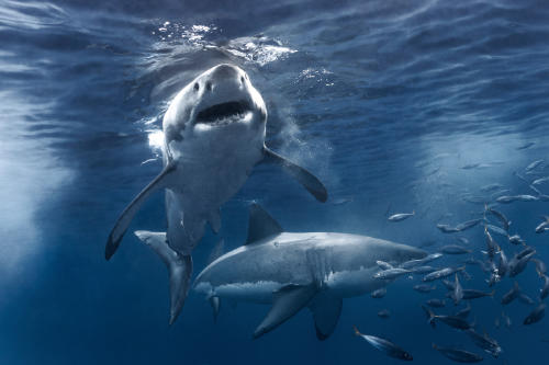 tiburones AdobeStock_334013266 tiburones AdobeStock_334013266