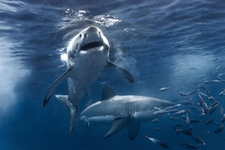 tiburones AdobeStock_334013266 tiburones AdobeStock_334013266