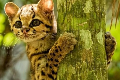 Margay cat Imagen: Pinterest