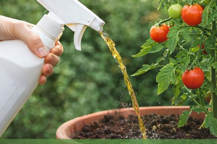 orina fertilizante Imagen: IA