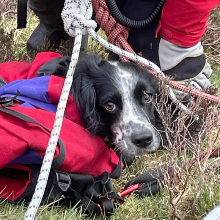 rescate perro2 rescate perro2