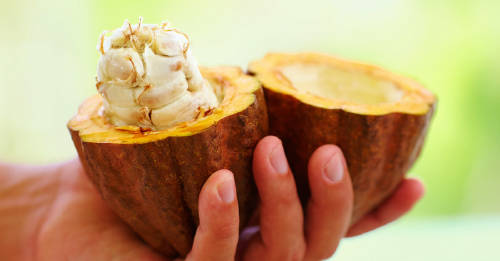 cacao superalimento