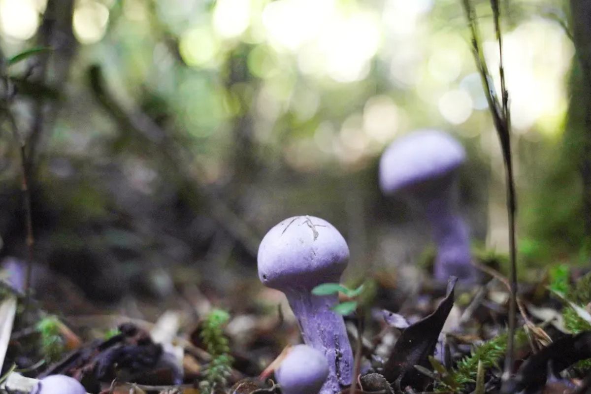 El atlas de los hongos micorrízicos a nivel mundial. (noticiasambientales.com)