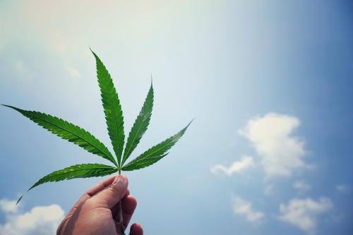 Un componente del cannabis podría ser una buena opción para suplir antibióticos