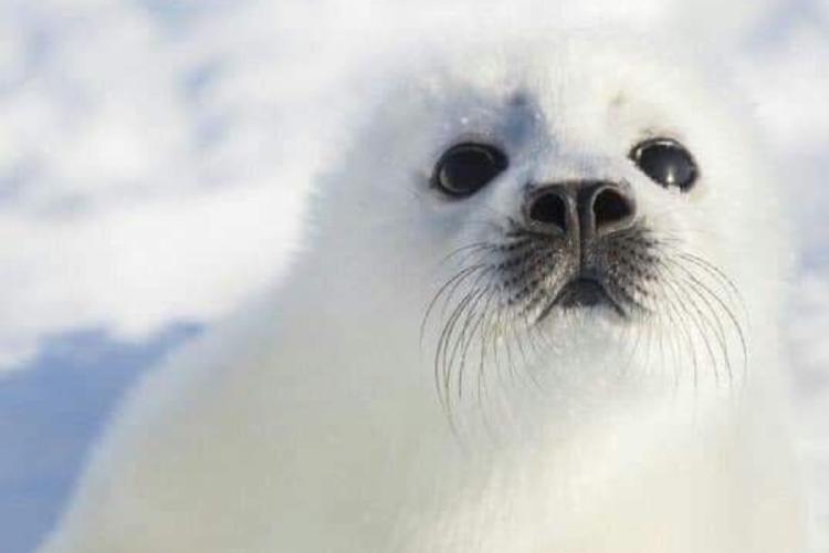 foca bebe Las crías de foca —esas pequeñas criaturas blancas que parecen hechas de nieve— esconden un secreto evolutivo fascinante (Imagen: Pinterest)