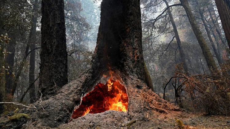 incendios forestales2