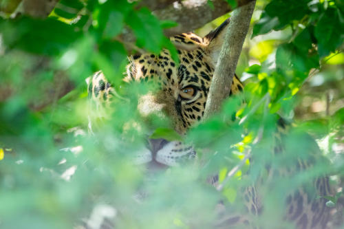 Rewilding Matias Rebak Rewilding Matias Rebak