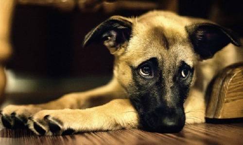 Revelan lo que sienten los perros antes de morir: es desgarrador pero necesitamos saberlo